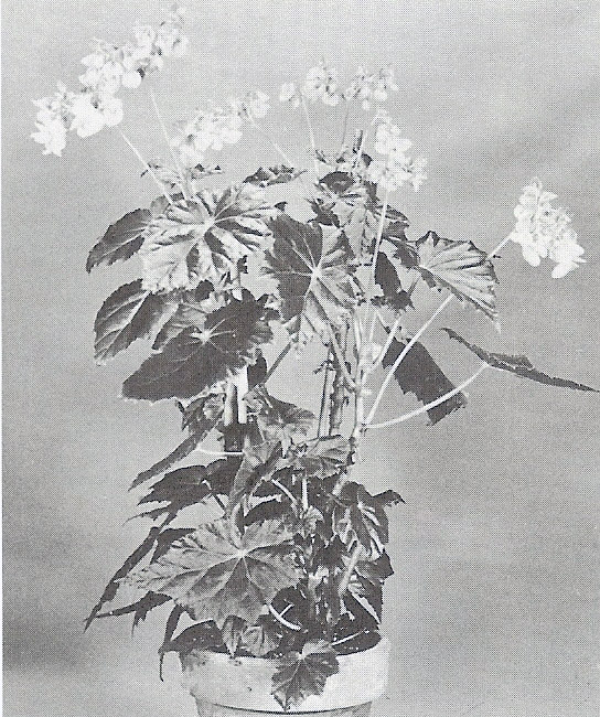 B. ‘Houston’